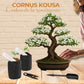 Kit First Bonsai Cornus Kousa