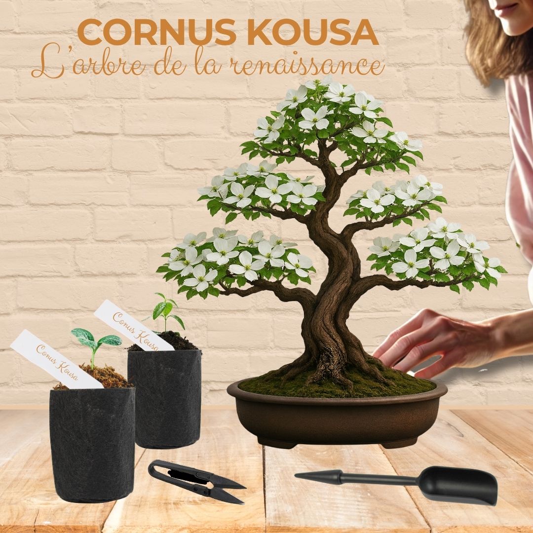 Kit First Bonsai Cornus Kousa