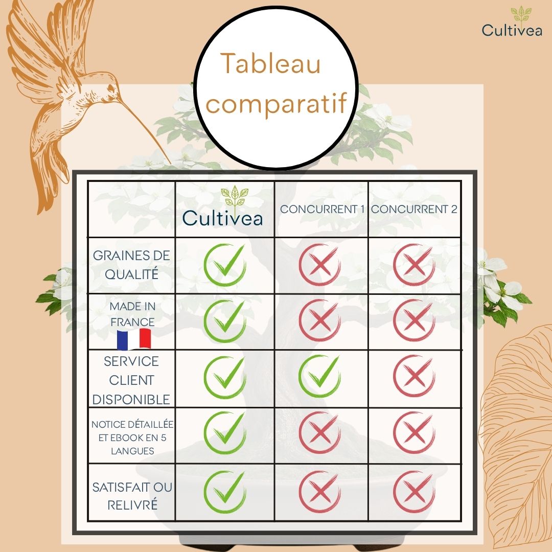 Kit First Bonsai Cornus Kousa