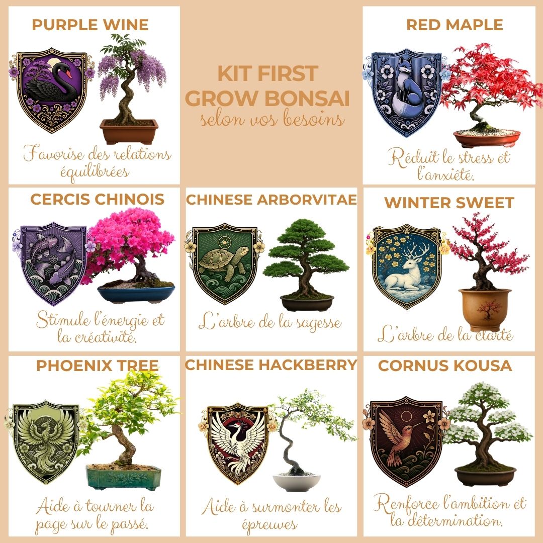 Kit First Bonsai Cornus Kousa