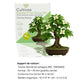 Kit First Bonsai Cornus Kousa