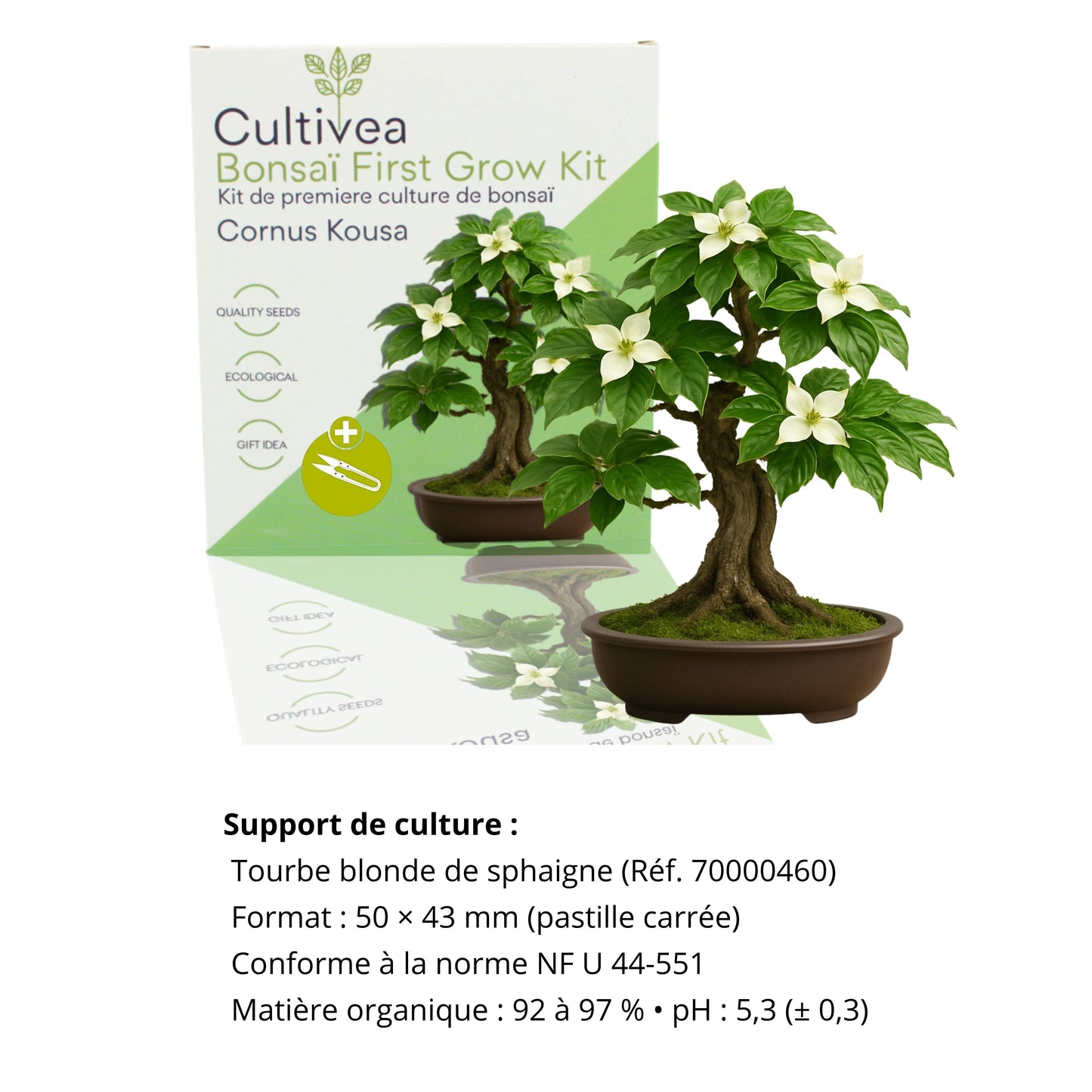 Kit First Bonsai Cornus Kousa