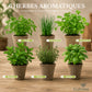 Kit Herbes Aromatiques BIO* Intérieur - Basilic, Menthe, Persil, Thym, Ciboulette et Coriandre