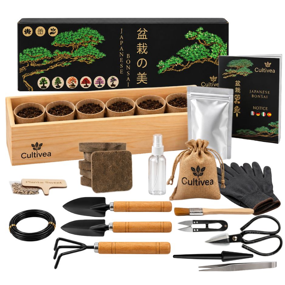 Kit Bonsai Box Experience 