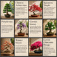 Kit Bonsai Box Experience