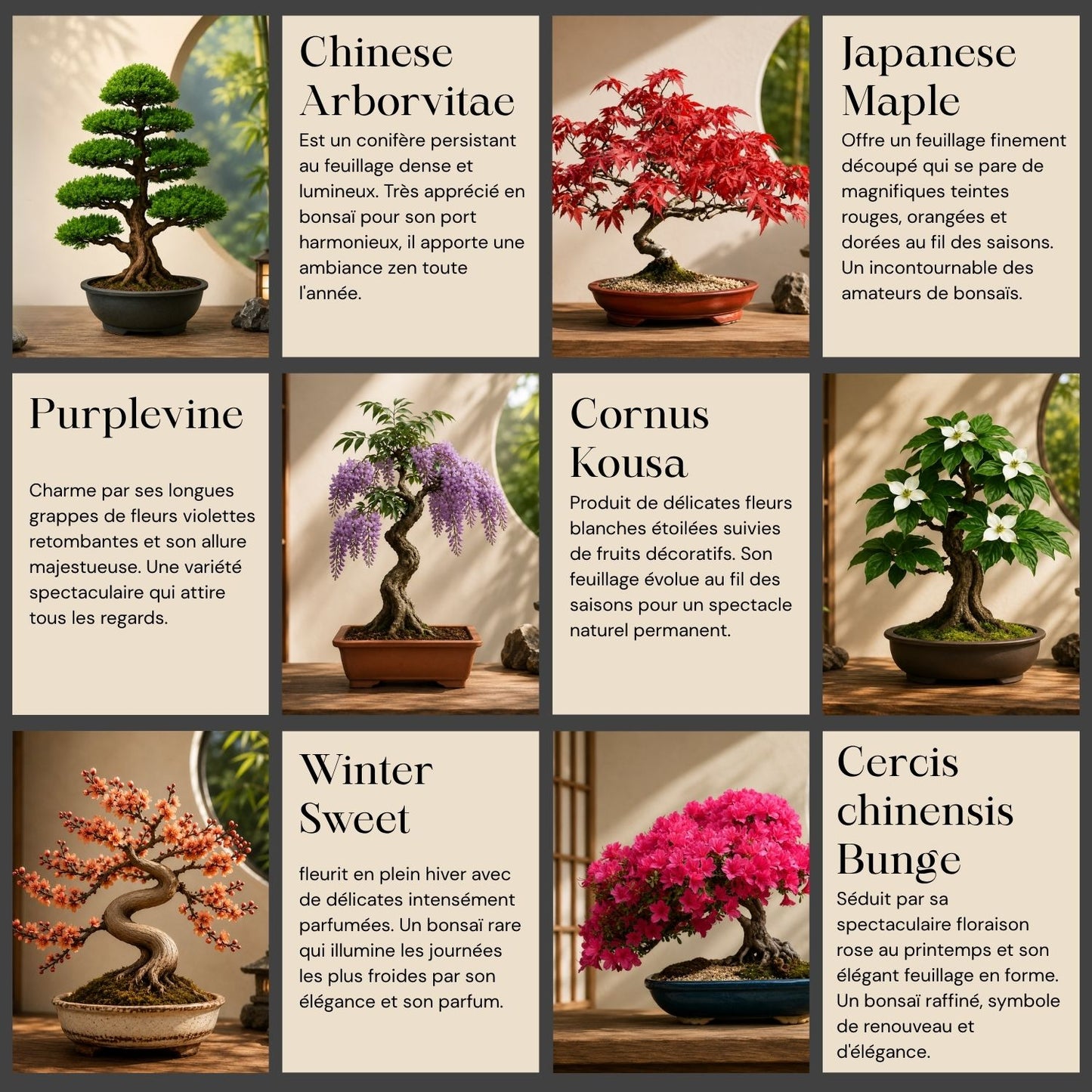 Kit Bonsai Box Experience