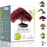Mini Kit Zen Bonsai