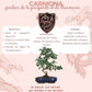 Kit First Bonsai Carmona