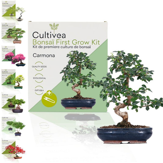 Kit First Bonsai Carmona