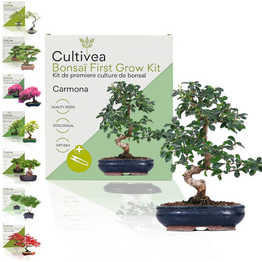 Kit First Bonsaï CULTIVEA – 2 Kits Prêts à Pousser (Cercis Chinensis) – Idée Cadeau Jardinage