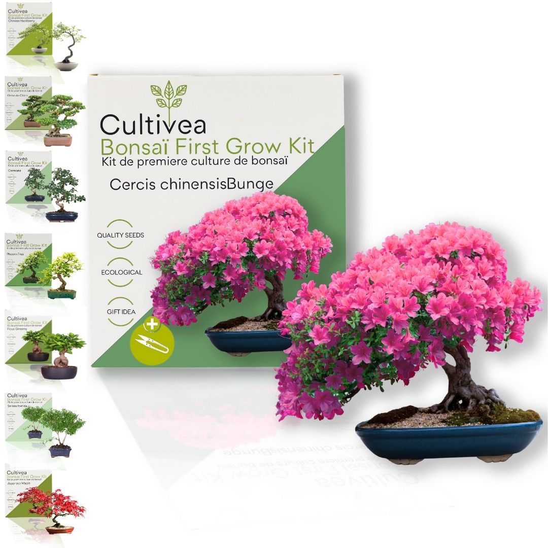 Kit First Bonsai Cercis Chinensis