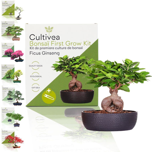 Kit First Bonsai Ficus Ginseng