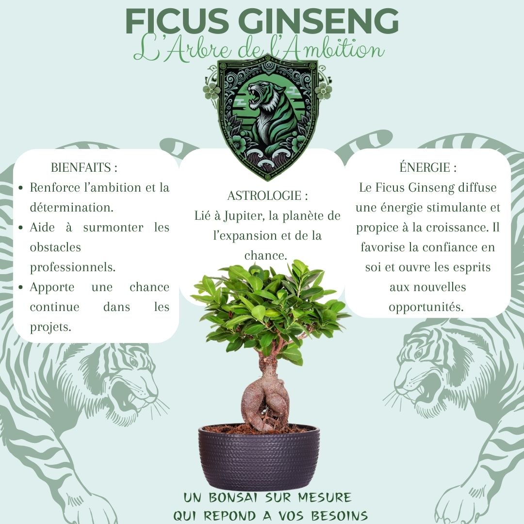 Kit First Bonsai Ficus Ginseng