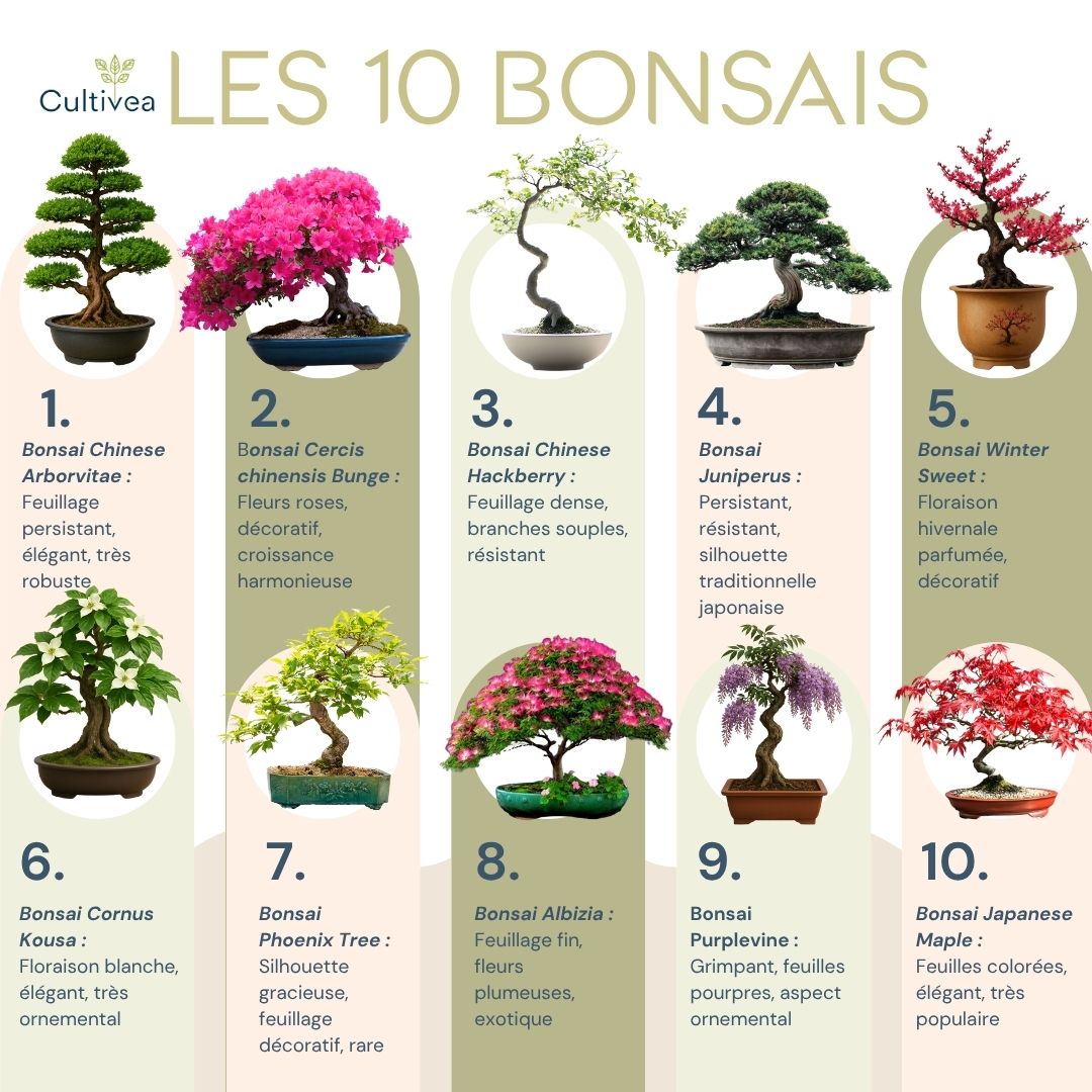 Kit 10 Bonsaïs à faire pousser avec accessoires