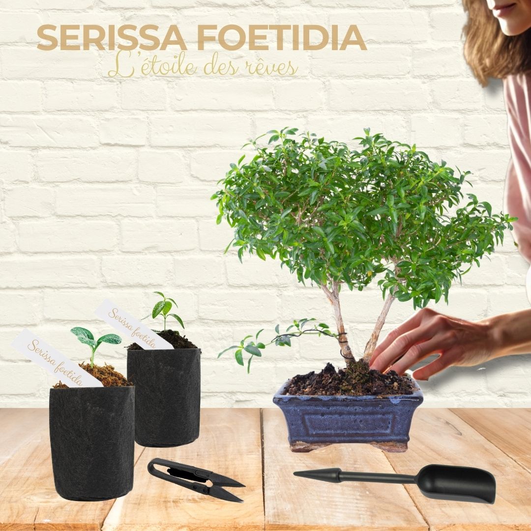 Kit First Bonsai Serissa Foetida