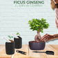 Kit First Bonsai Ficus Ginseng