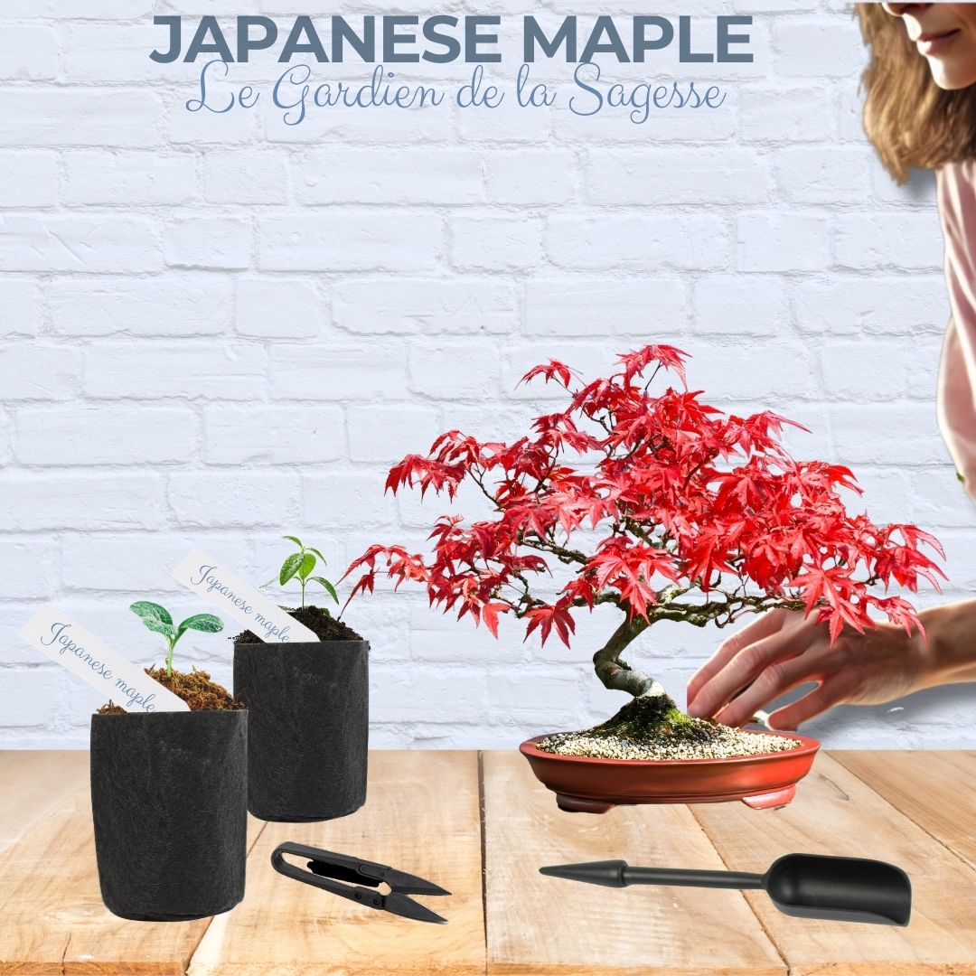 Kit First Bonsai Japanese Maple