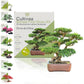 Kit First Bonsai Orme de Chine