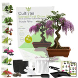Kit First Bonsai Purple Vine