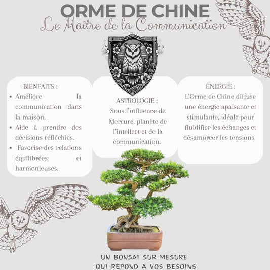 Kit First Bonsai Orme de Chine