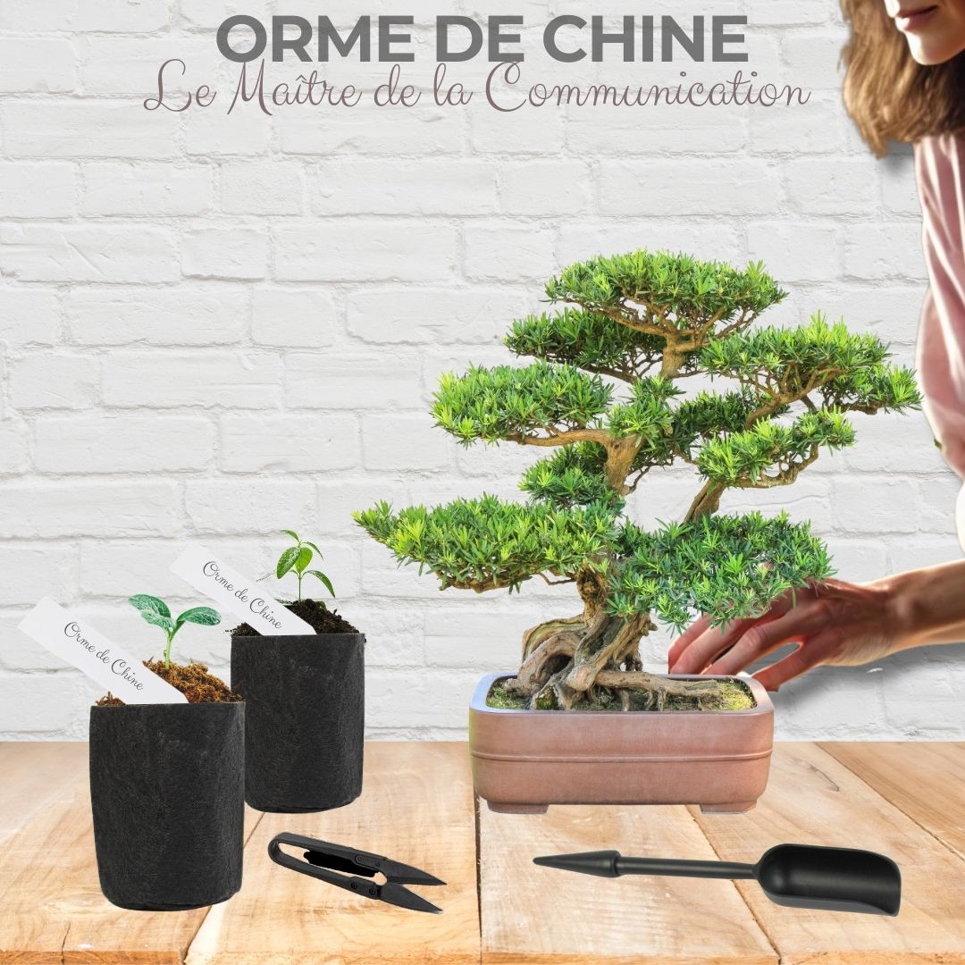 Kit First Bonsai Orme de Chine