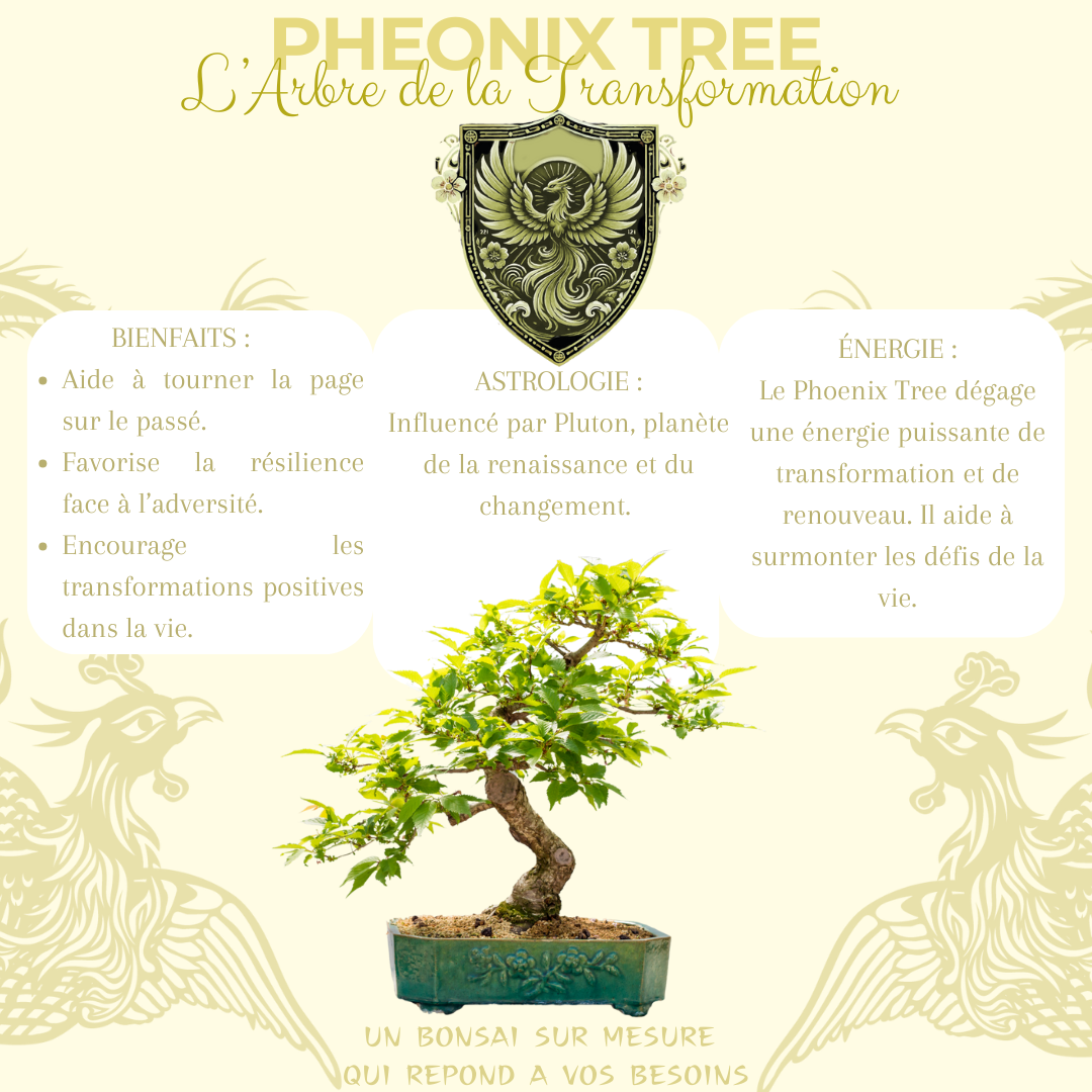 Kit First Bonsai Phoenix Tree